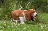 BASSET HOUND 056